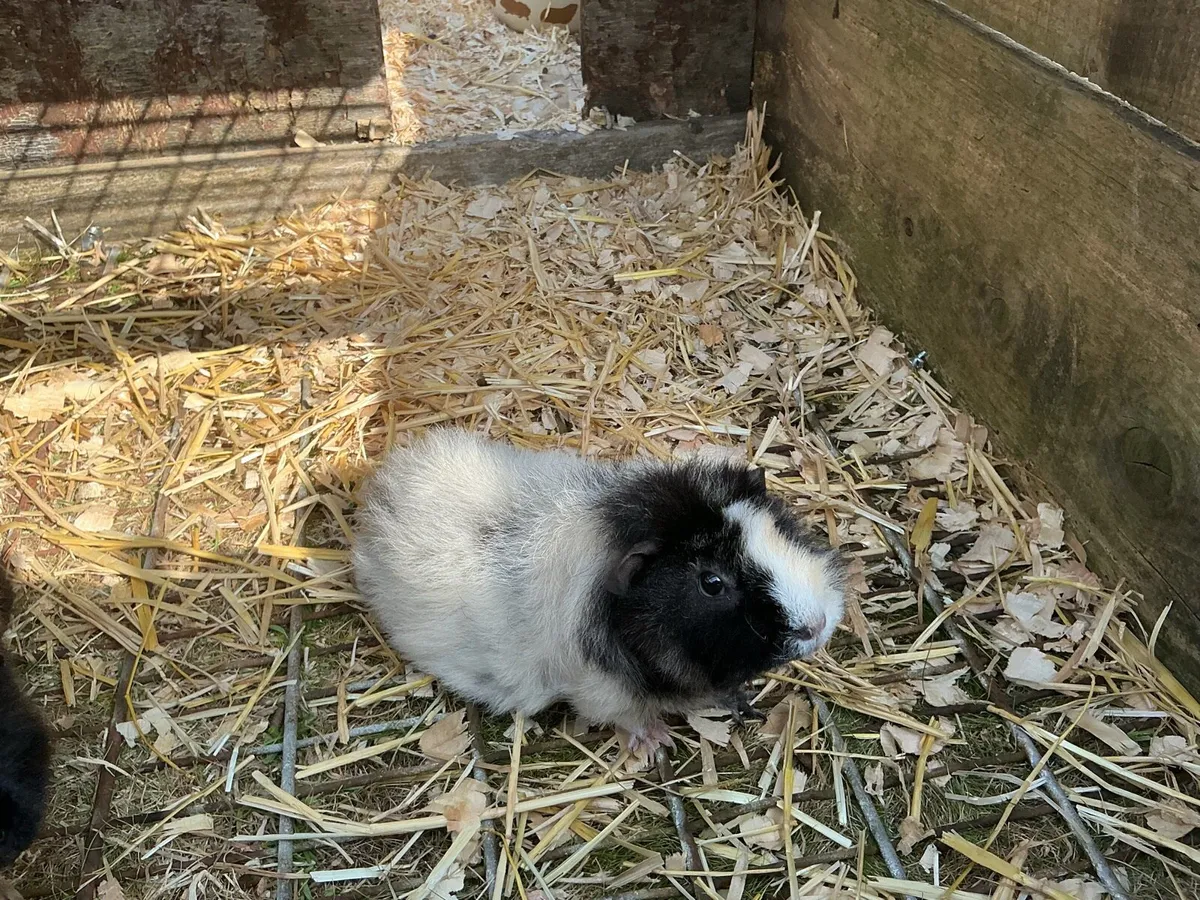 Guinea pigs - Image 2