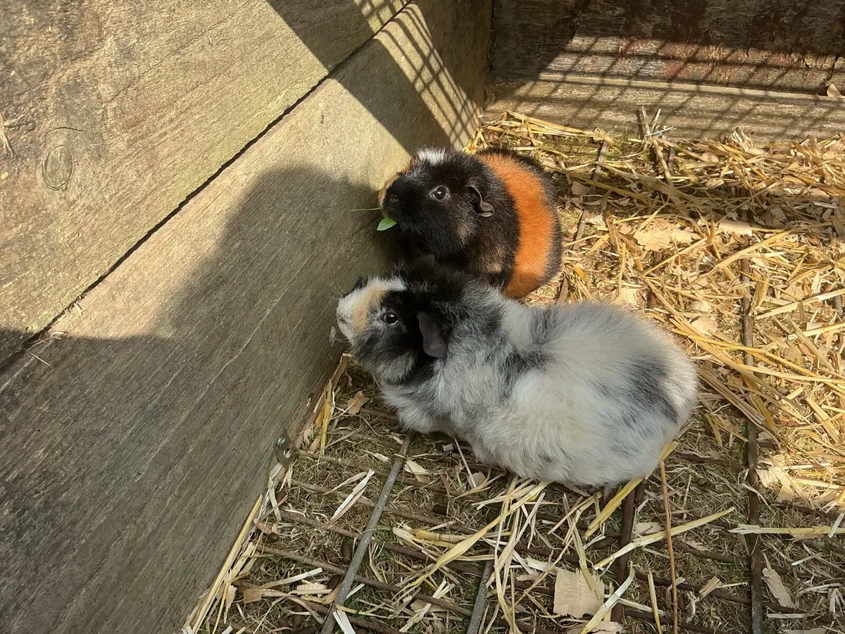 Guinea pigs - Image 1