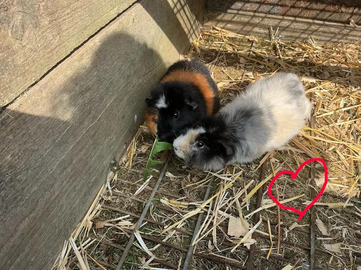 Guinea pigs - Image 3