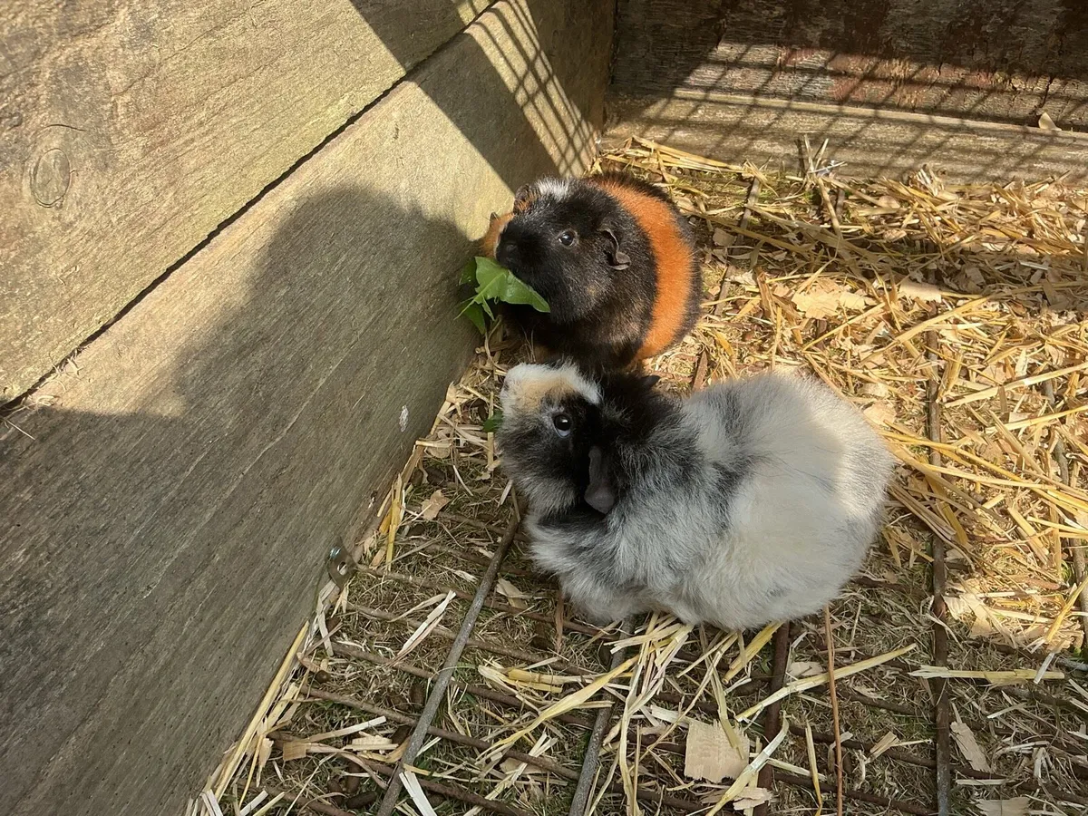 Guinea pigs - Image 4