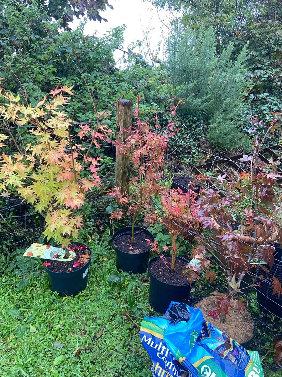 Japanese Maple (Acer) - Image 2
