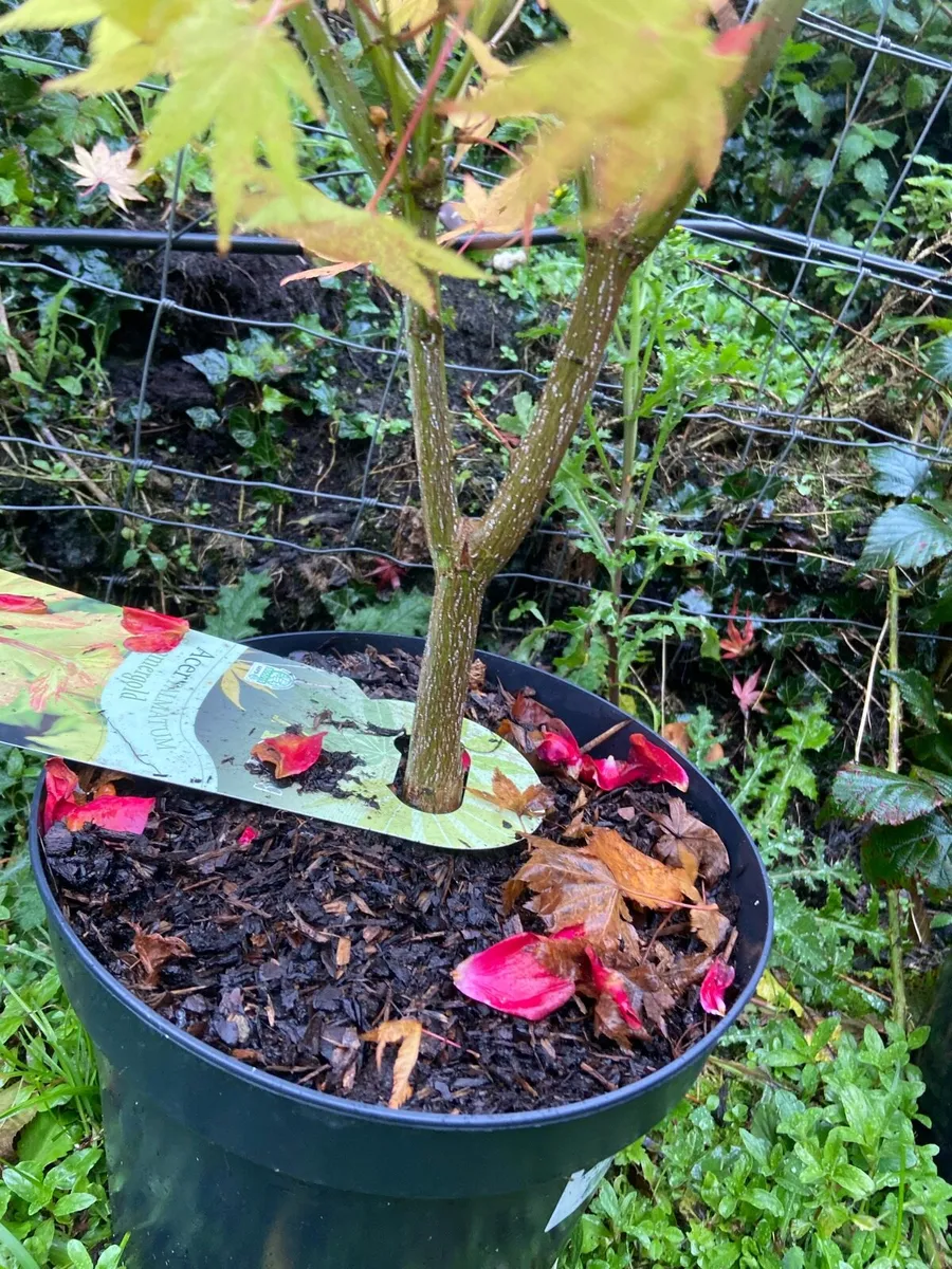 Japanese Maple (Acer) - Image 3