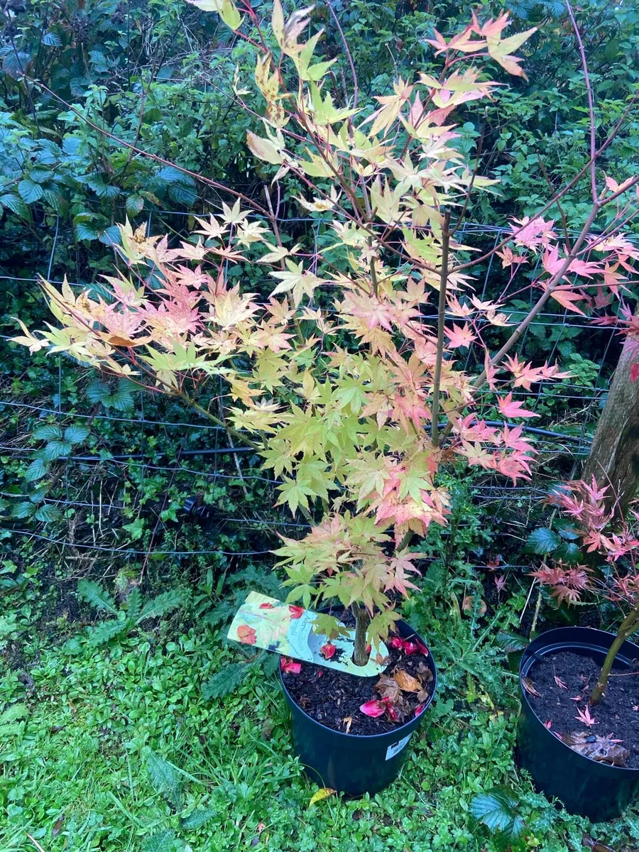 Japanese Maple (Acer) - Image 1