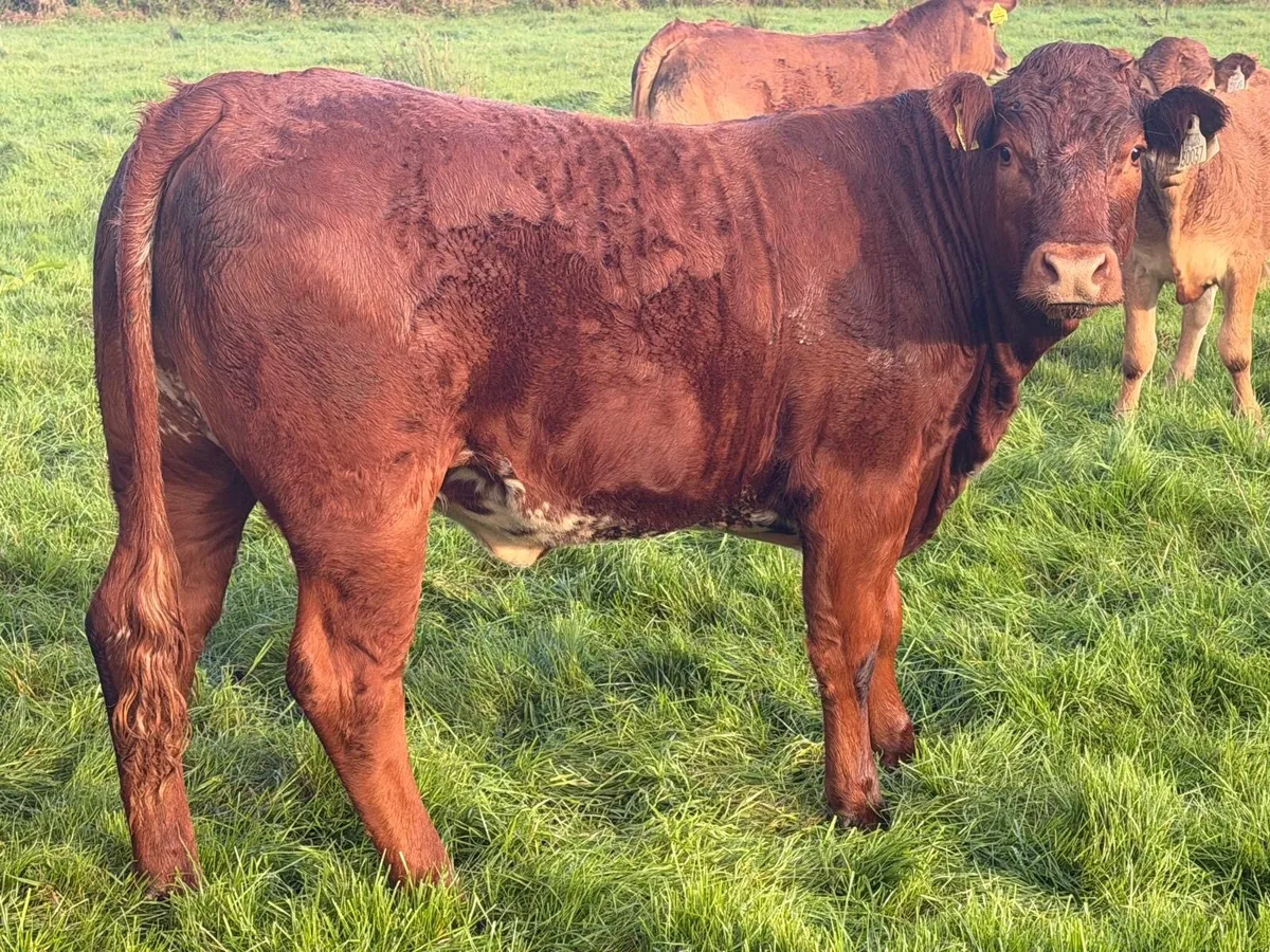 AI Bred Limousin X Breeding Heifers For Sale - Image 2