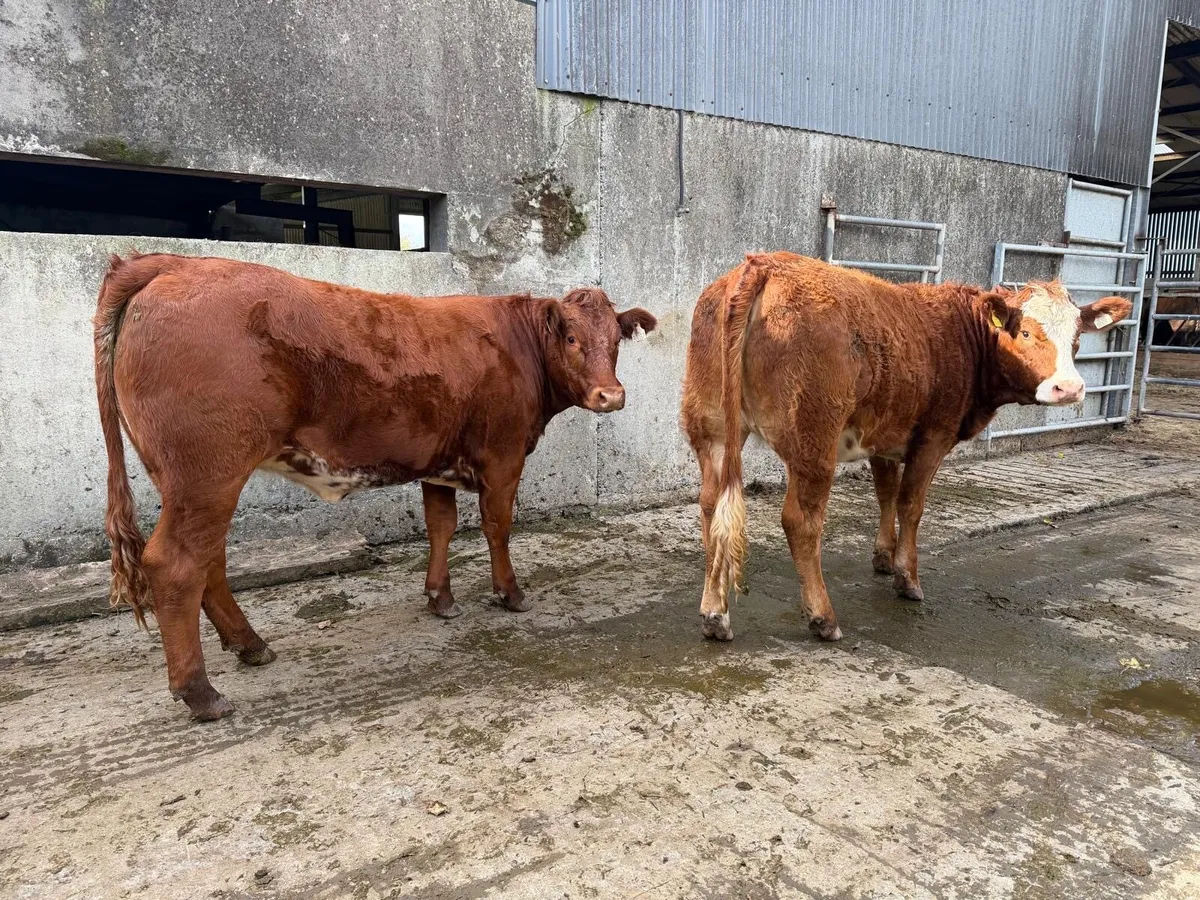 AI Bred Limousin X Breeding Heifers For Sale - Image 1