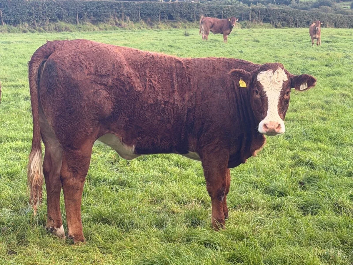 AI Bred Limousin X Breeding Heifers For Sale - Image 3