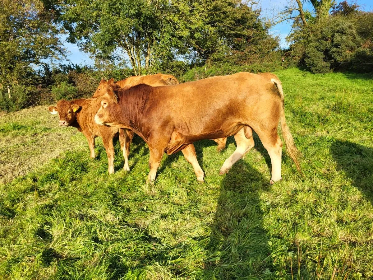 Pedigree Limousin Bull - Image 1