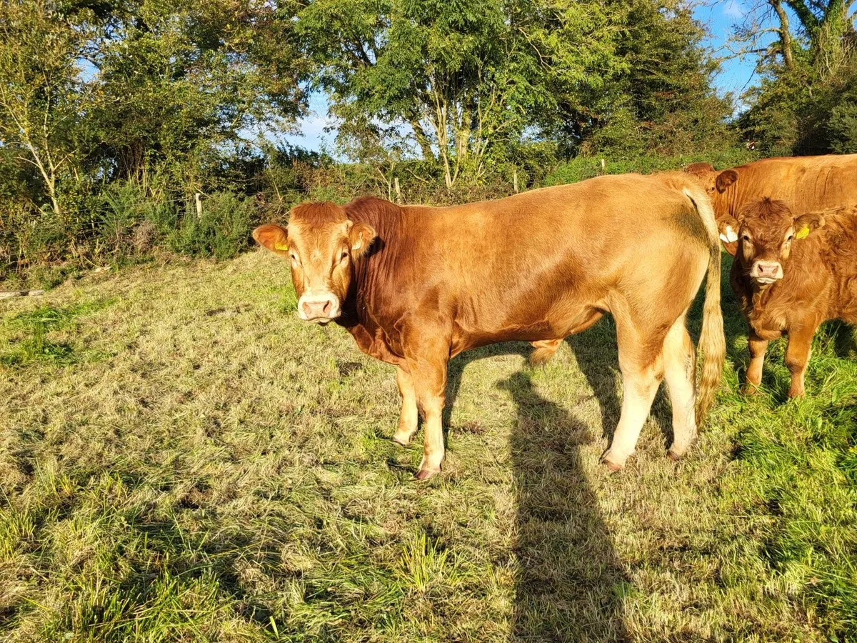 Pedigree Limousin Bull - Image 2