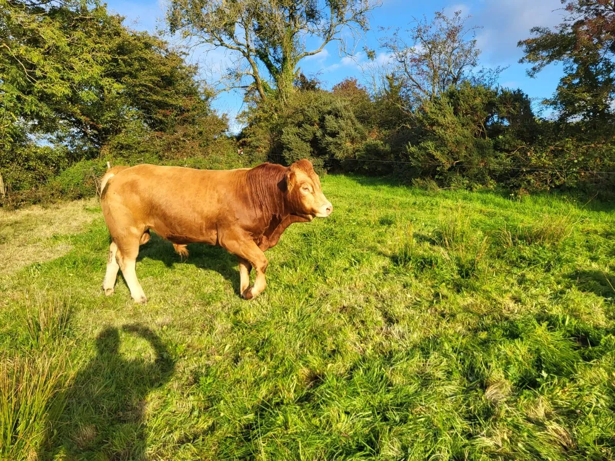 Pedigree Limousin Bull - Image 3