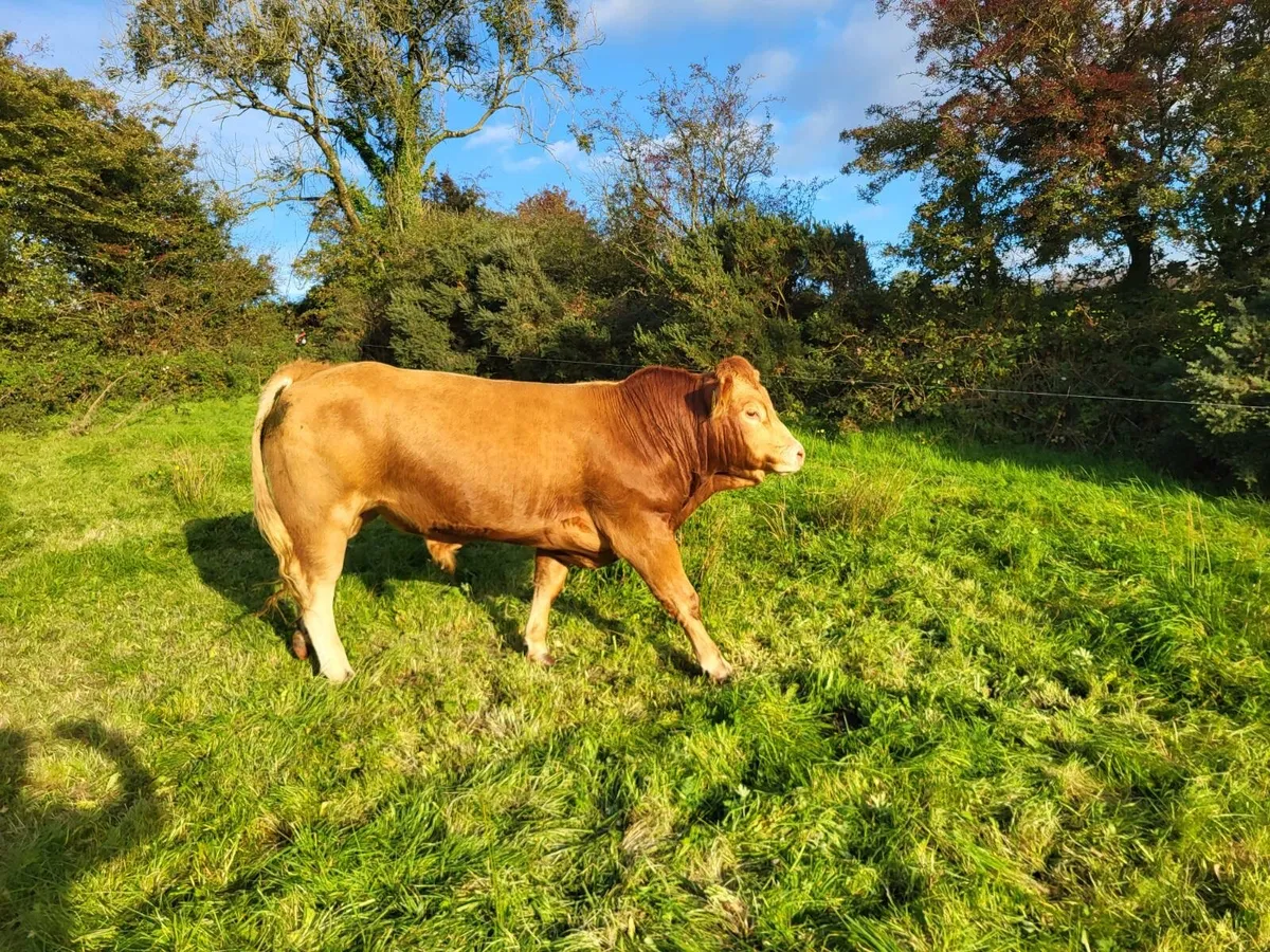 Pedigree Limousin Bull - Image 4