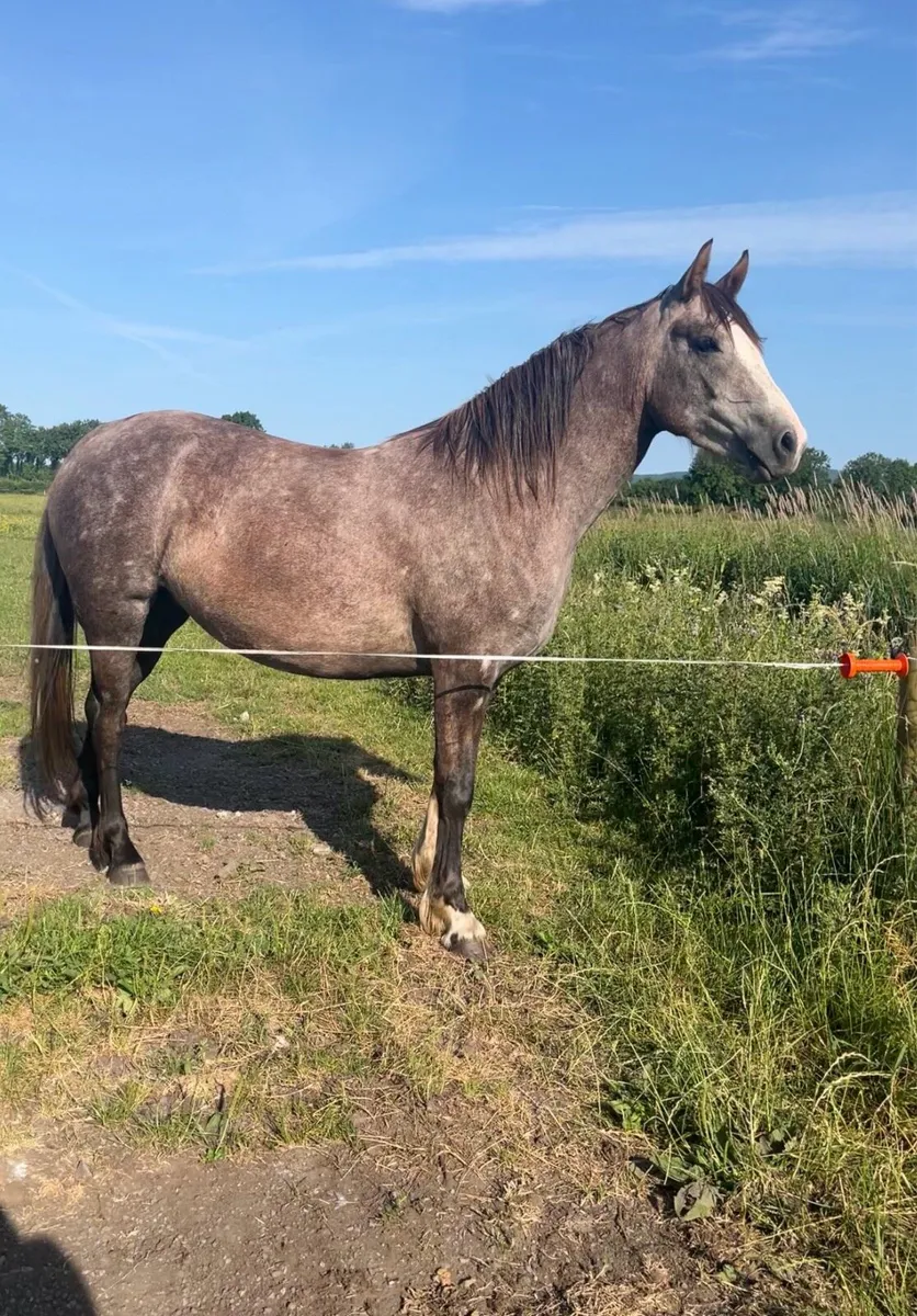 3 yo Irish draught filly - Image 4