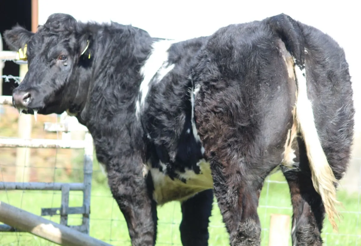 Pedigree heifers and bulls - Image 3