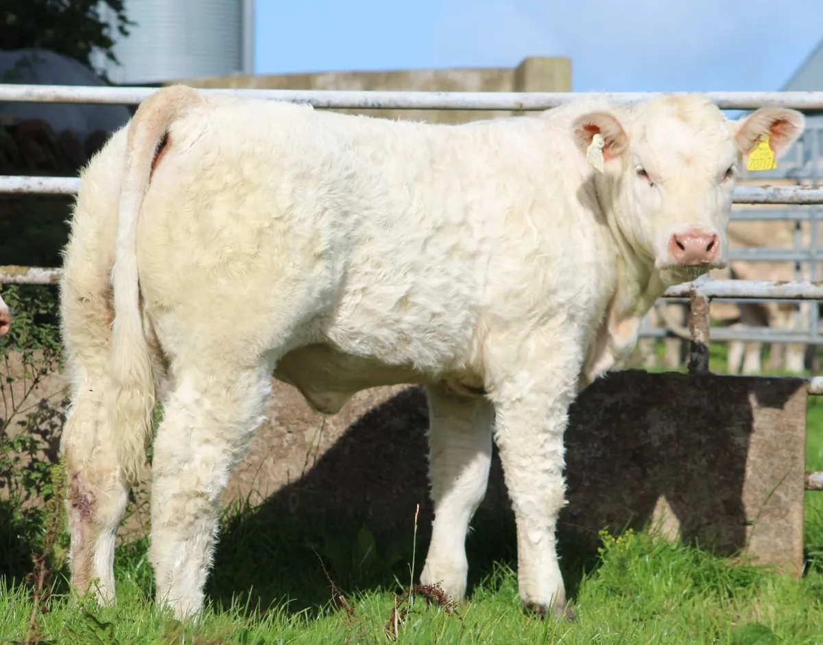 Pedigree heifers and bulls - Image 1