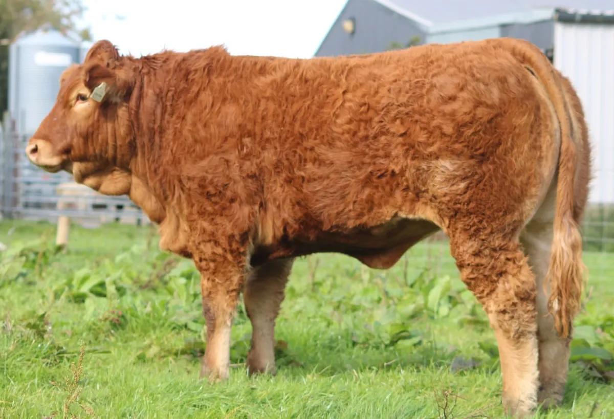 Pedigree heifers and bulls - Image 2