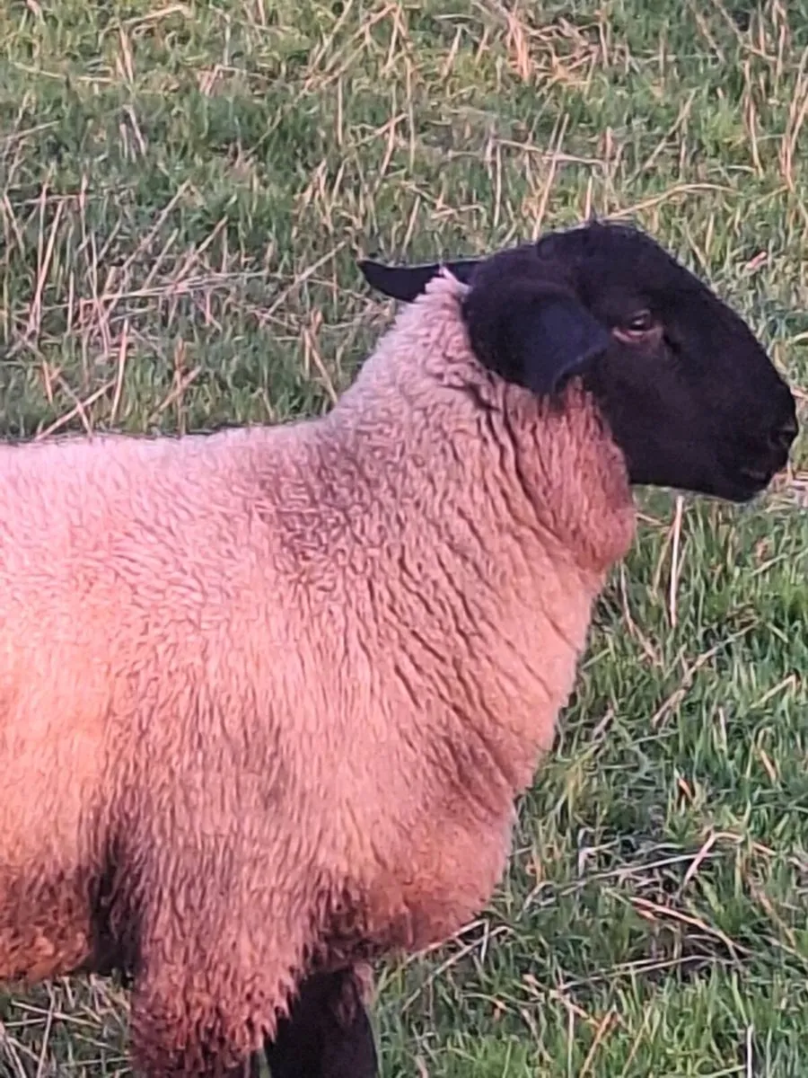 Ram lambs - Image 1