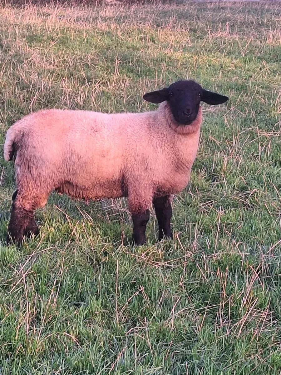 Ram lambs - Image 2