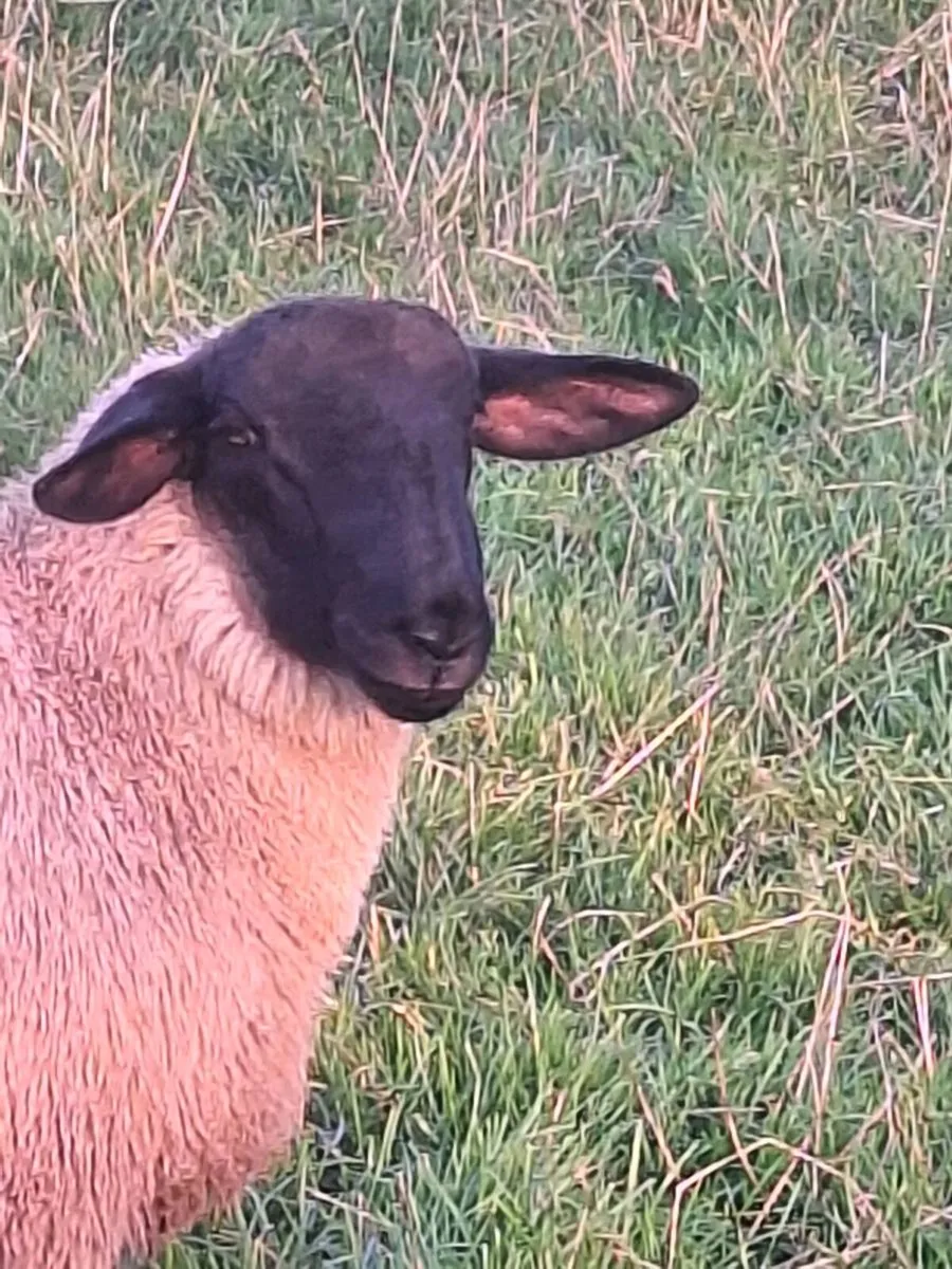 Ram lambs - Image 3