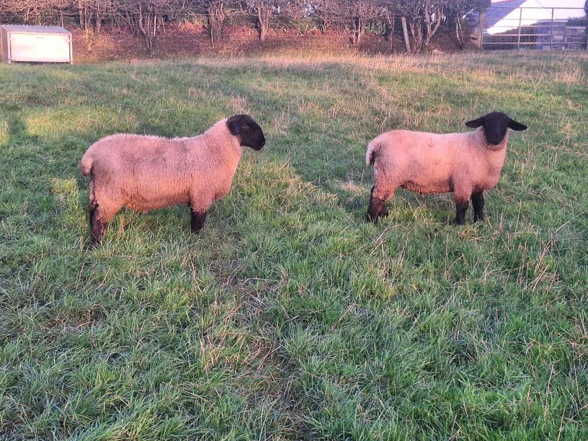 Ram lambs - Image 4