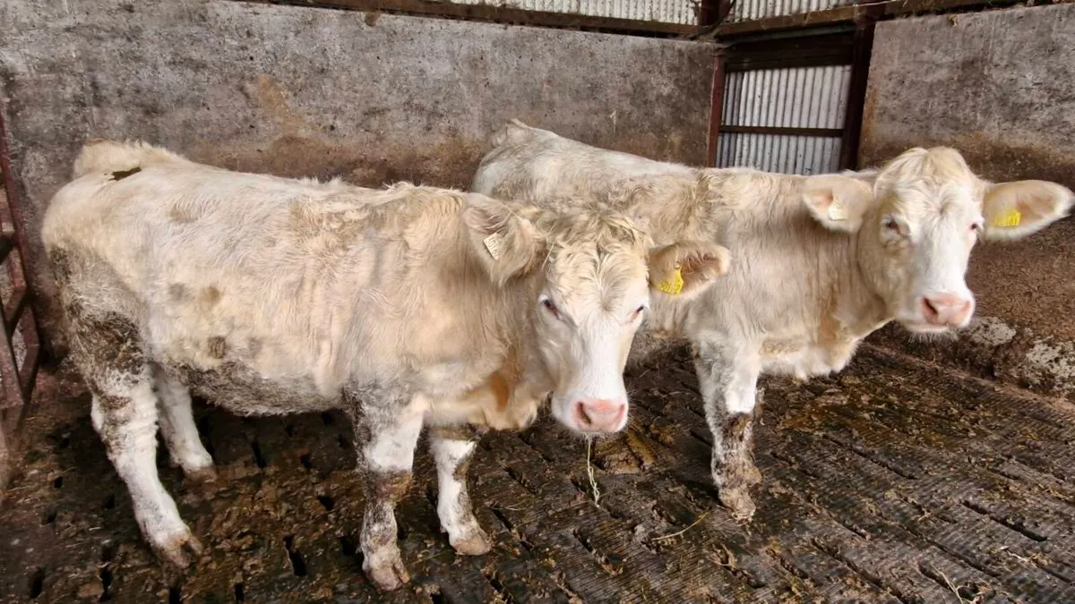 Charolais Heffers - Image 3
