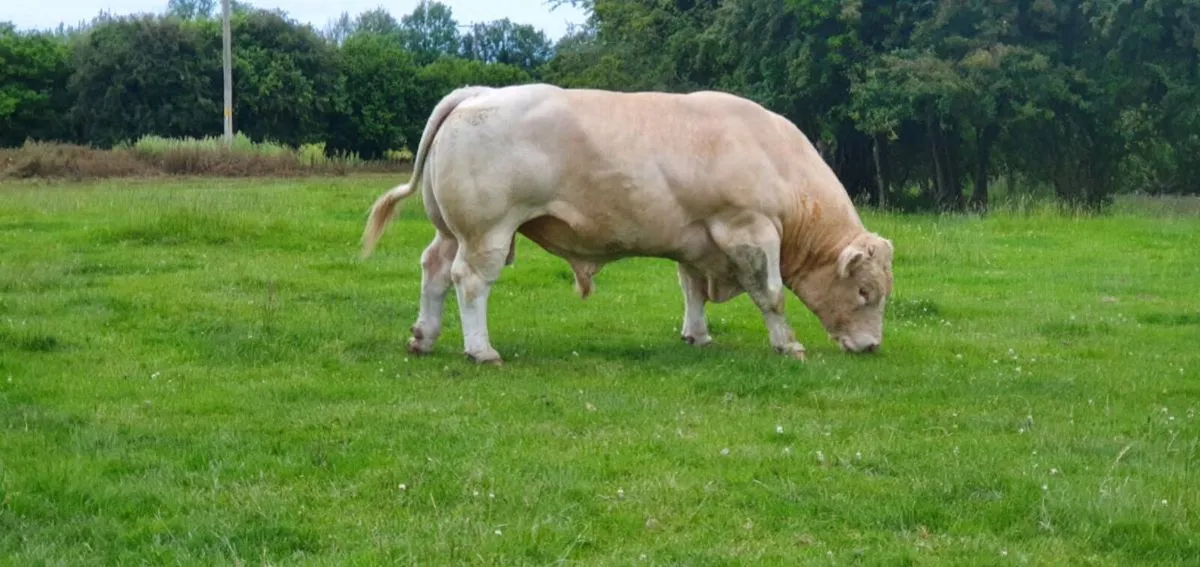 Charolais Heffers - Image 4