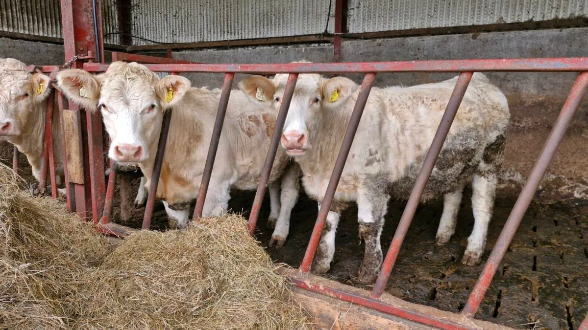 Charolais Heffers - Image 1