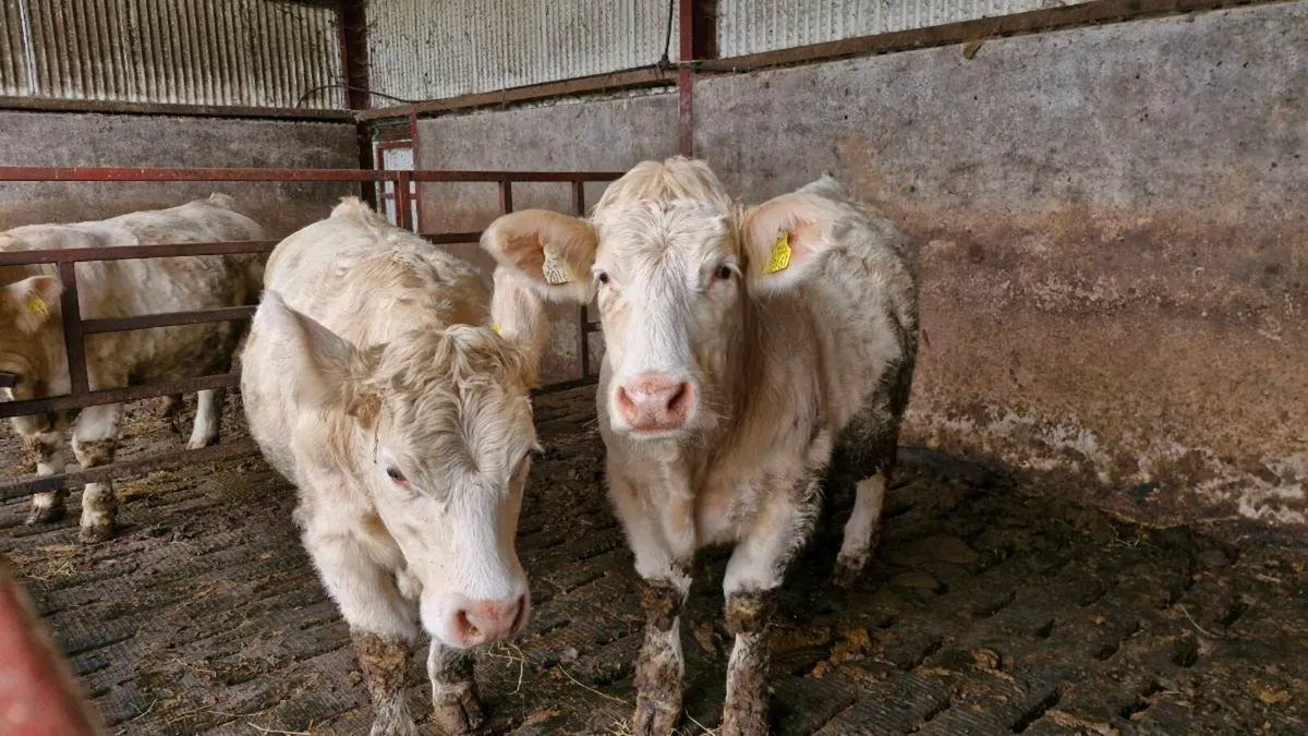 Charolais Heffers - Image 2