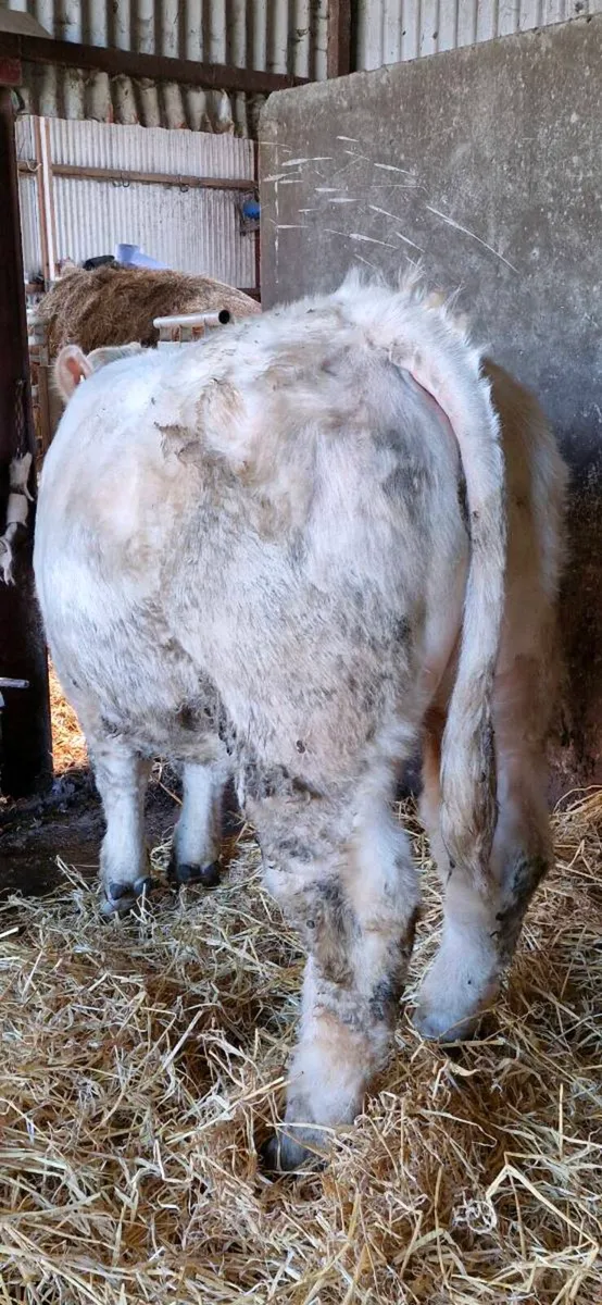 Charolais Bull - Image 1