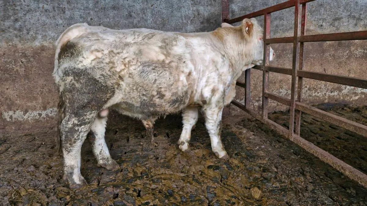 Charolais Bull - Image 2