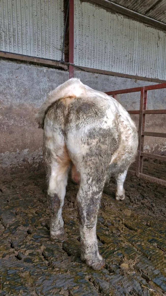 Charolais Bull - Image 3