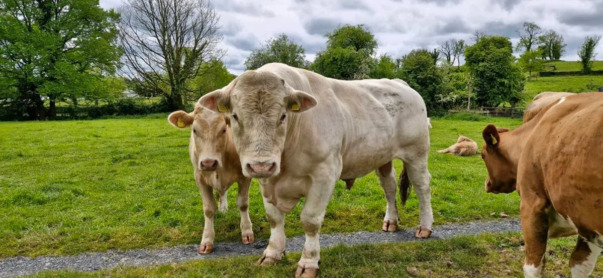 Charolais Bull - Image 4