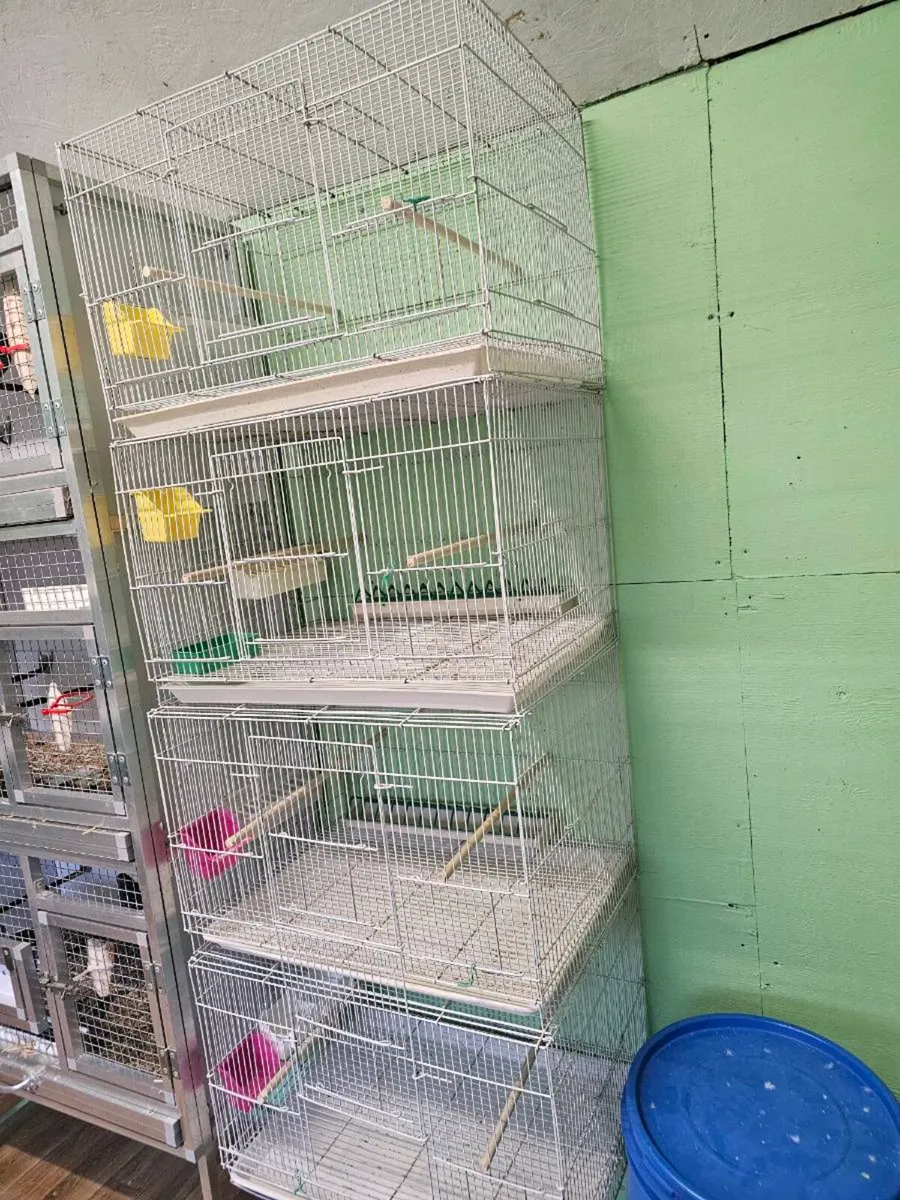 Birds 4 blackface budgies for sale all males 100eu - Image 4