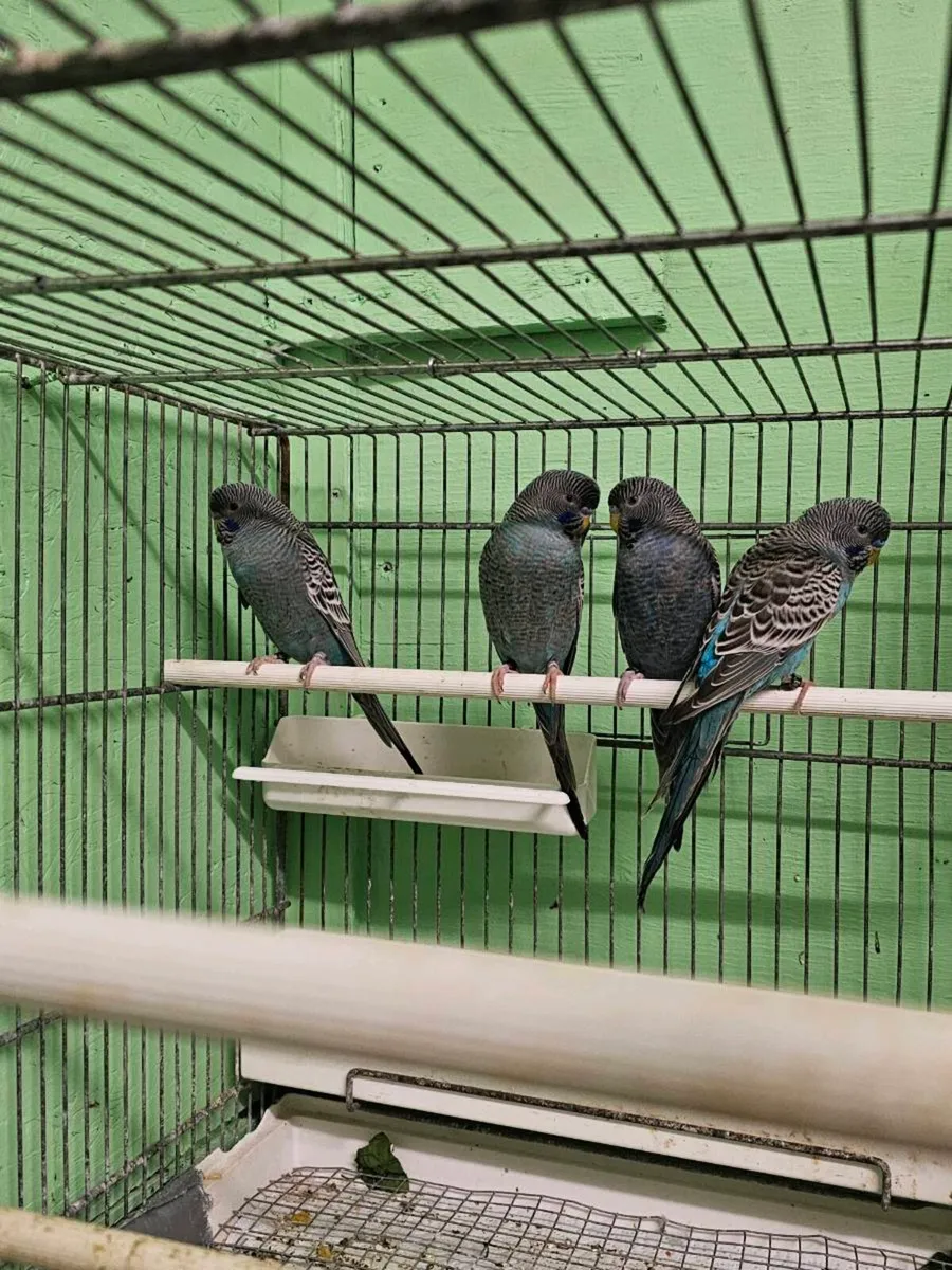 Birds 4 blackface budgies for sale all males 100eu - Image 1