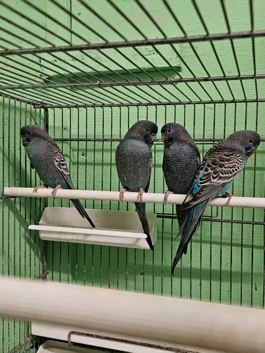 Birds 4 blackface budgies for sale all males 100eu - Image 2