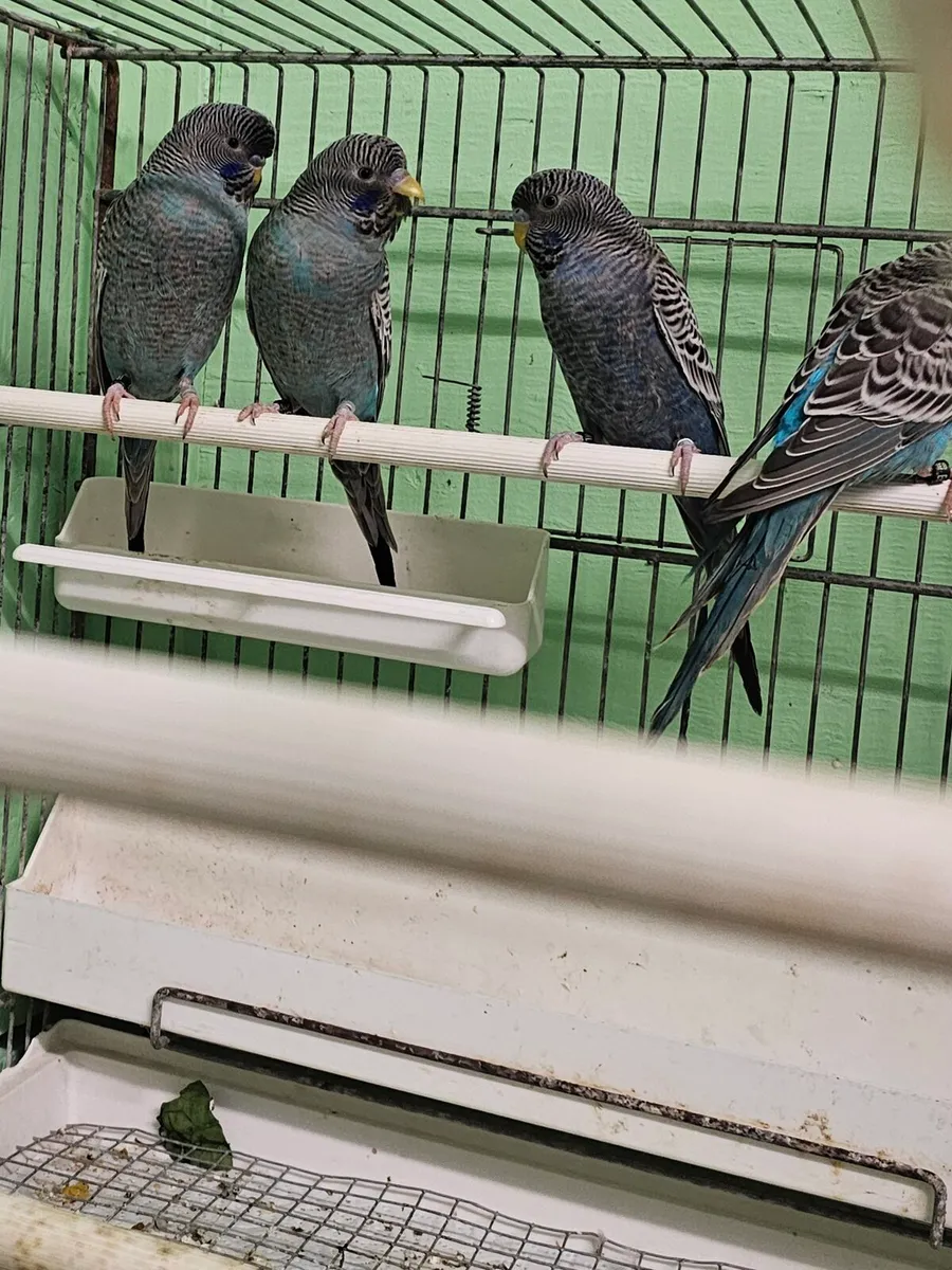 Birds 4 blackface budgies for sale all males 100eu - Image 3