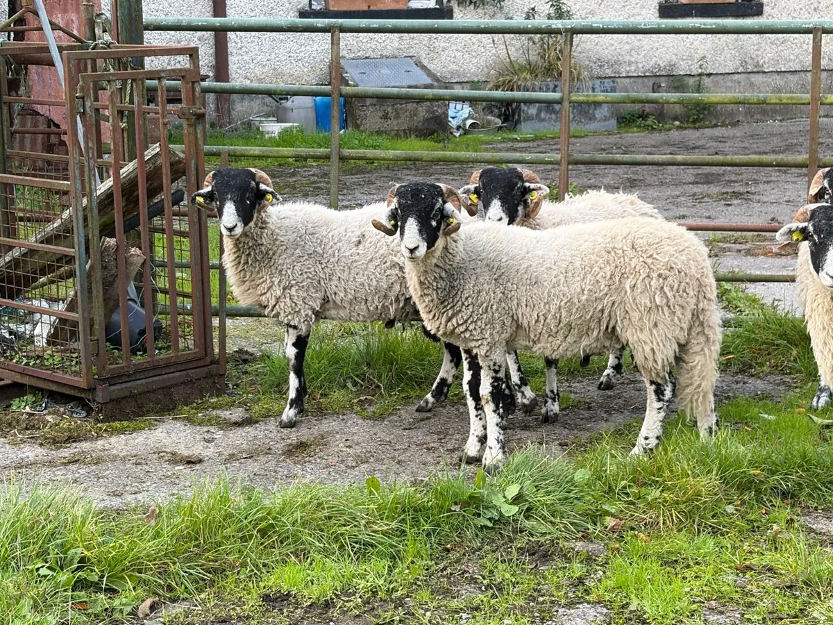 Swaledale Rams all SIS for Sale - Image 2
