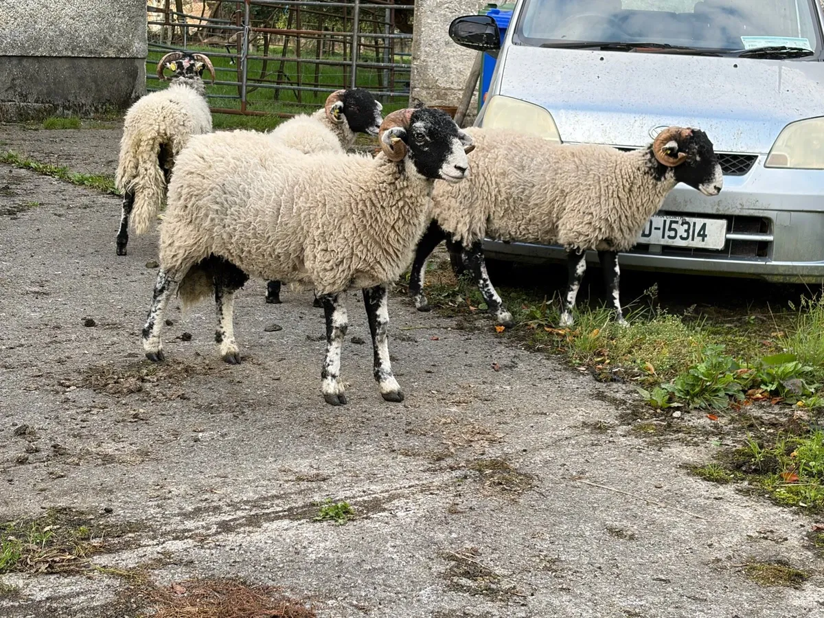 Swaledale Rams all SIS for Sale - Image 3