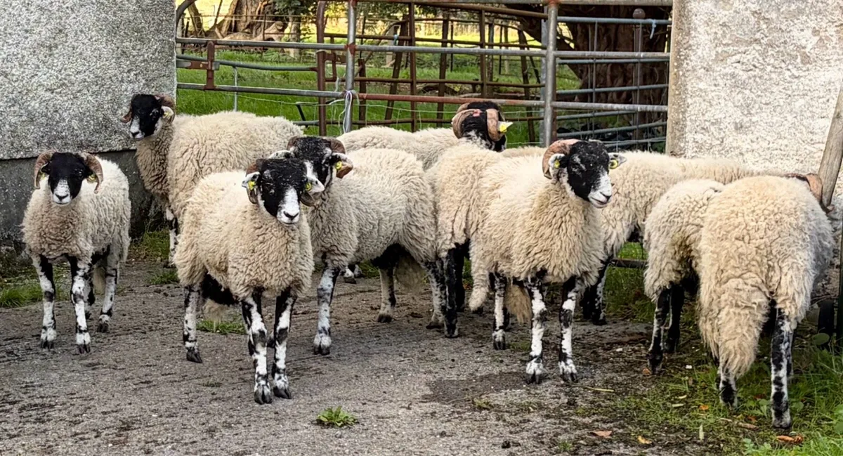 Swaledale Rams all SIS for Sale - Image 1