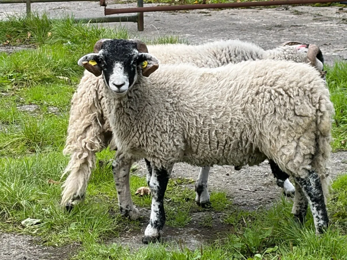 Swaledale Rams all SIS for Sale - Image 4