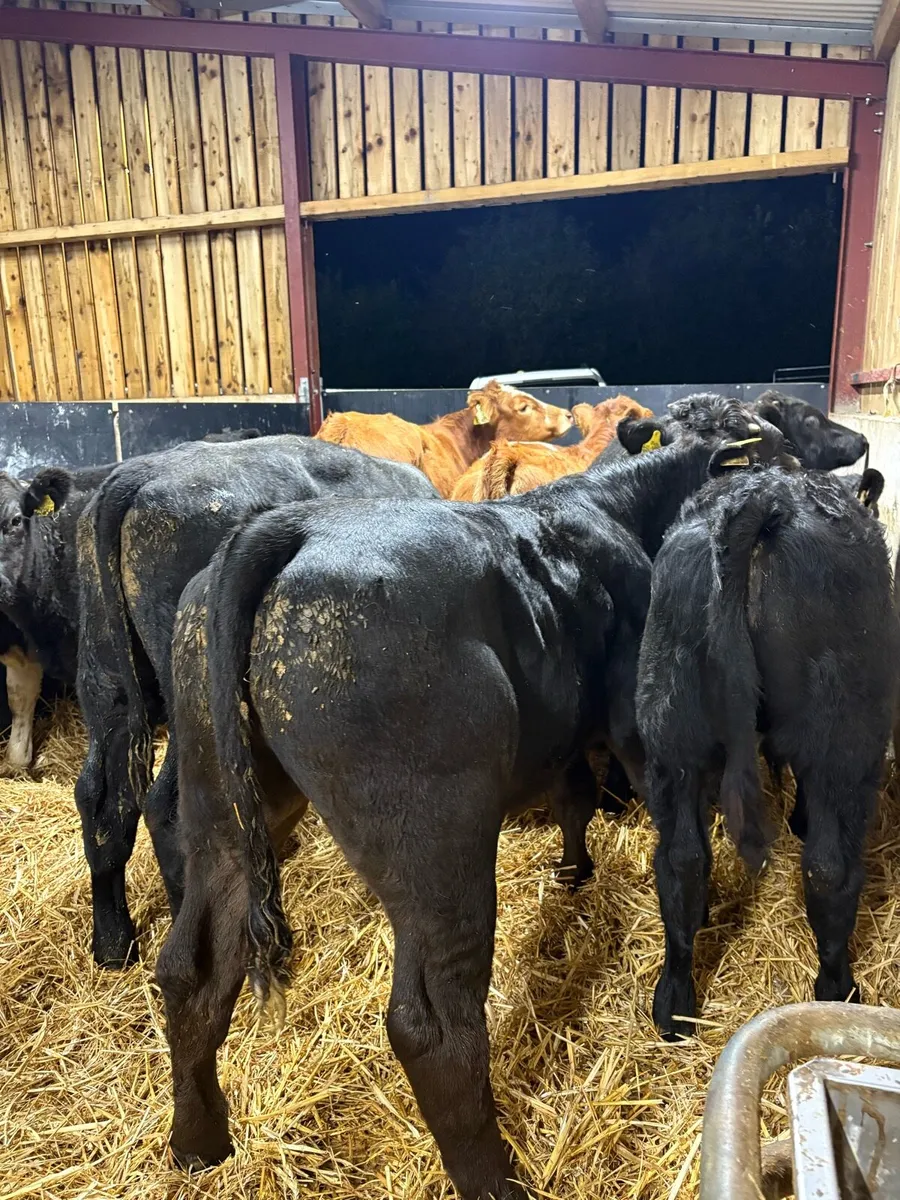 12 super 280kg continental bull Weanlings 🔥 - Image 1