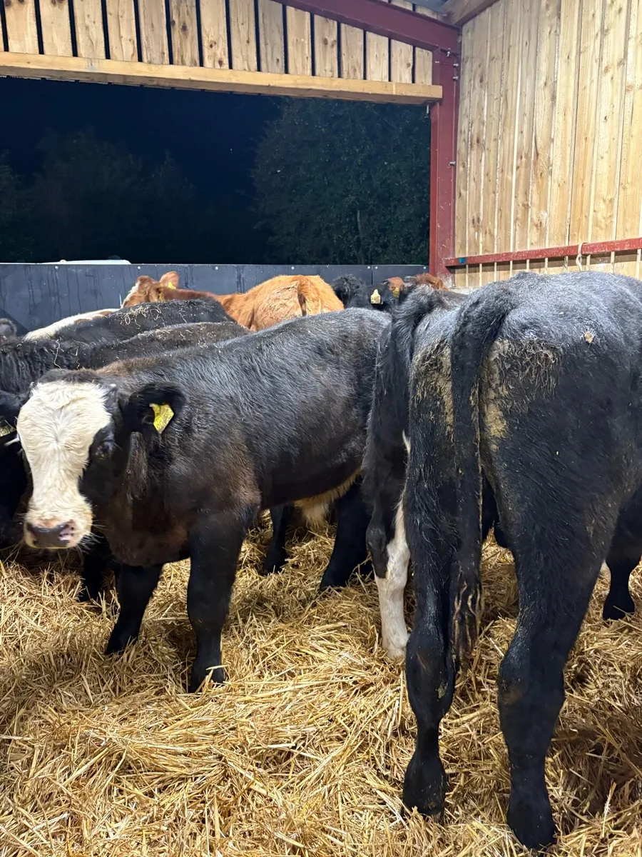 12 super 280kg continental bull Weanlings 🔥 - Image 3
