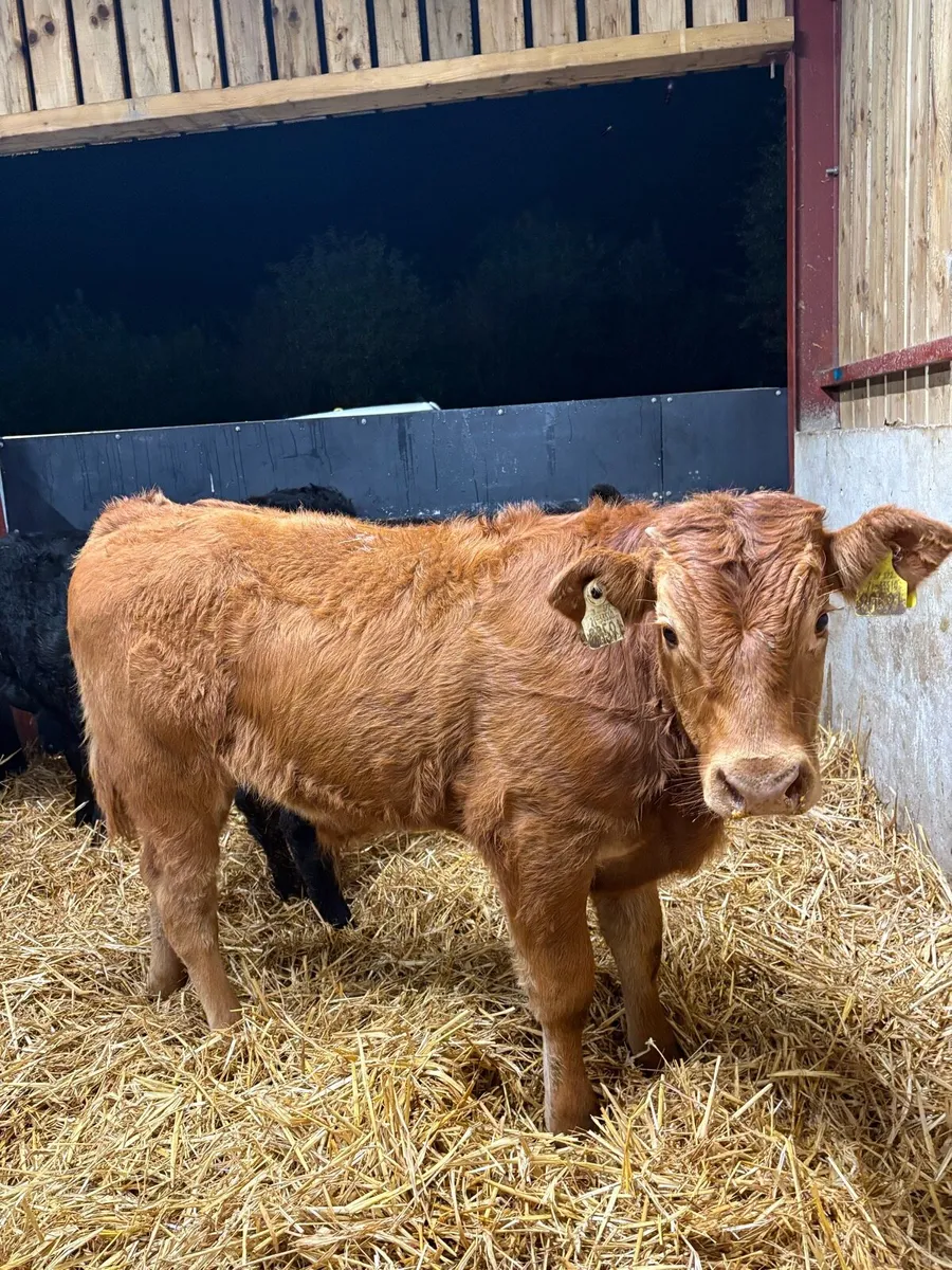 12 super 280kg continental bull Weanlings 🔥 - Image 4