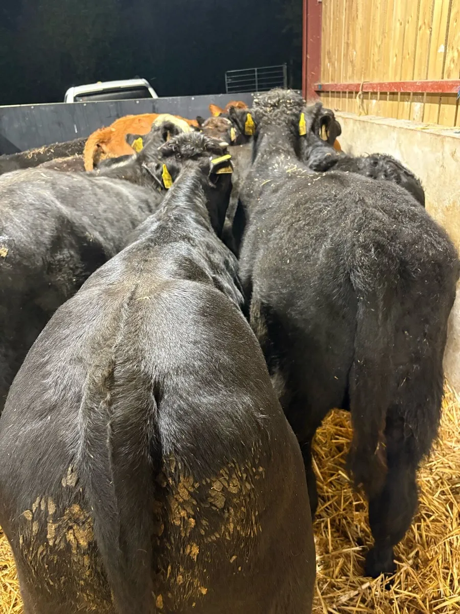 12 super 280kg continental bull Weanlings 🔥 - Image 2
