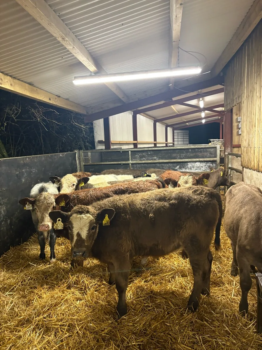 10 super duper 220kg continental bred heifers🔥 - Image 1