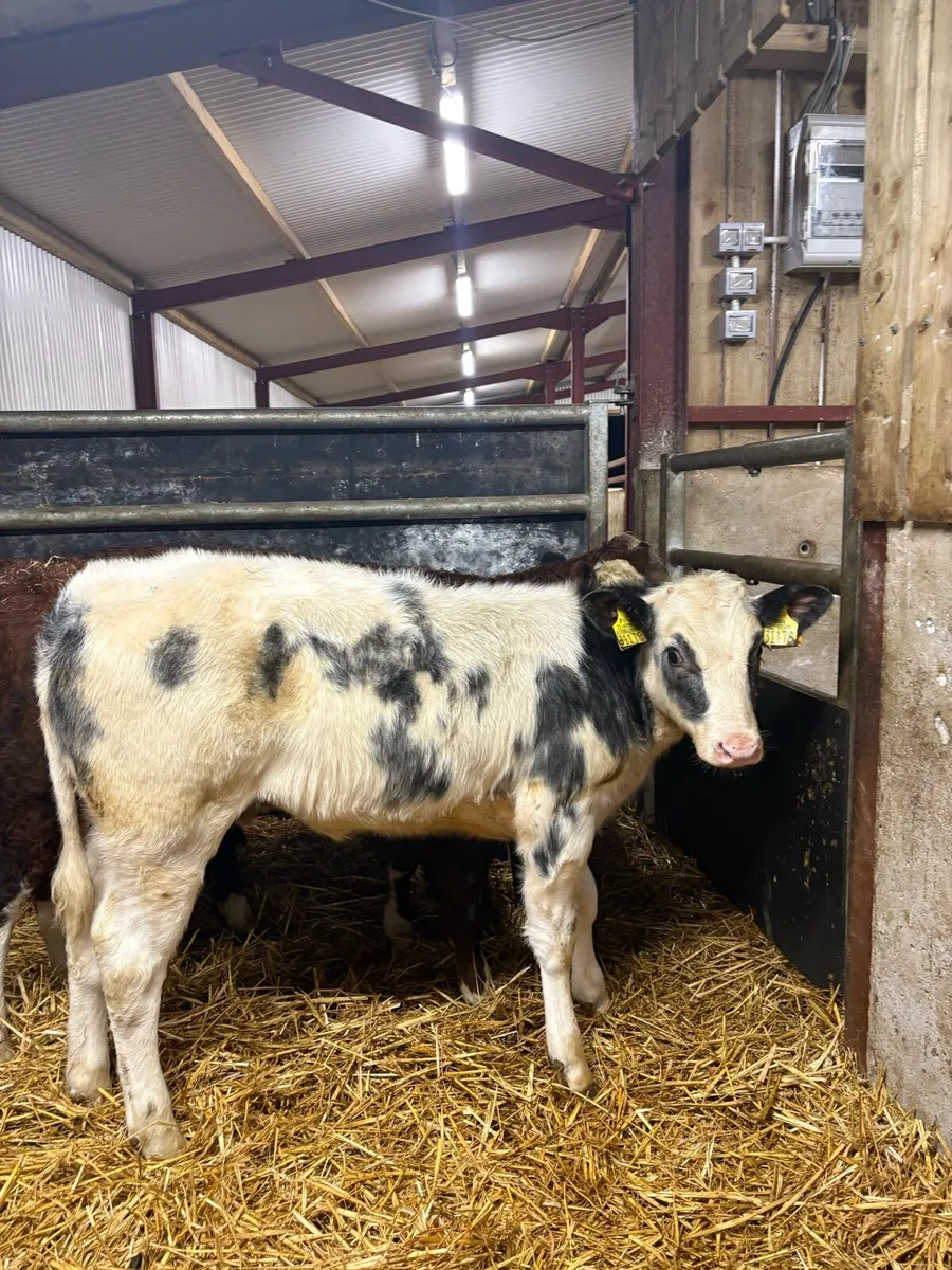 10 super duper 220kg continental bred heifers🔥 - Image 2