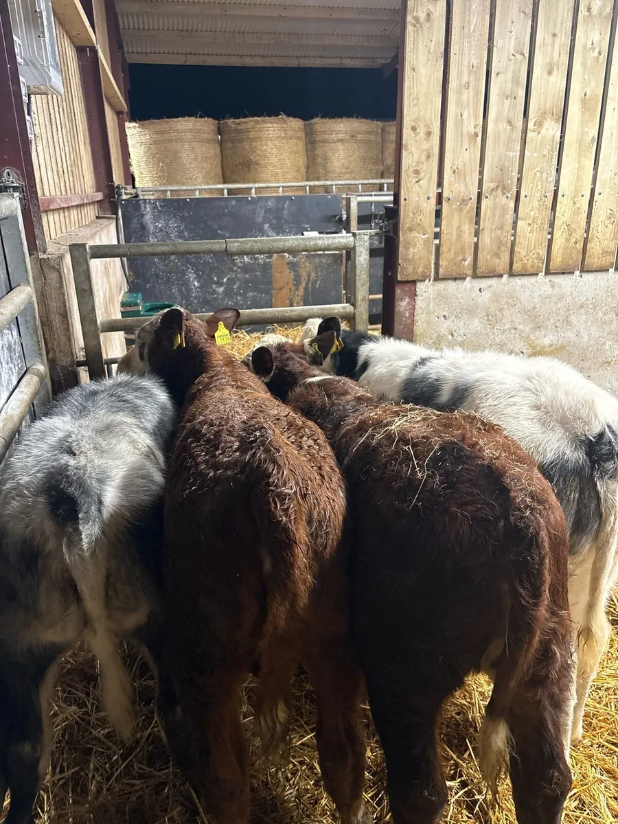 10 super duper 220kg continental bred heifers🔥 - Image 3