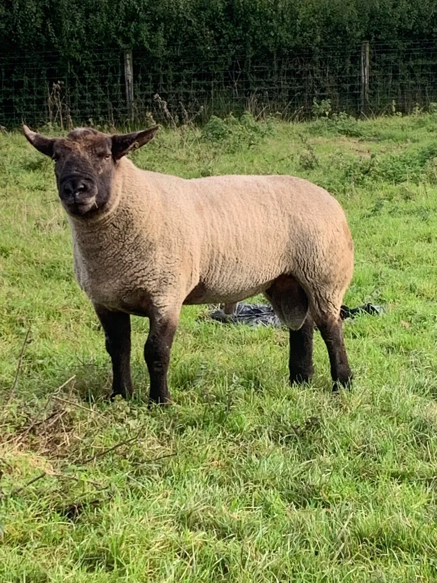 Hogget Suffolk Ram - Image 1