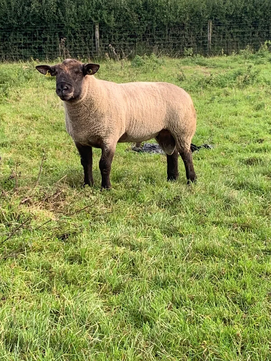 Hogget Suffolk Ram - Image 2