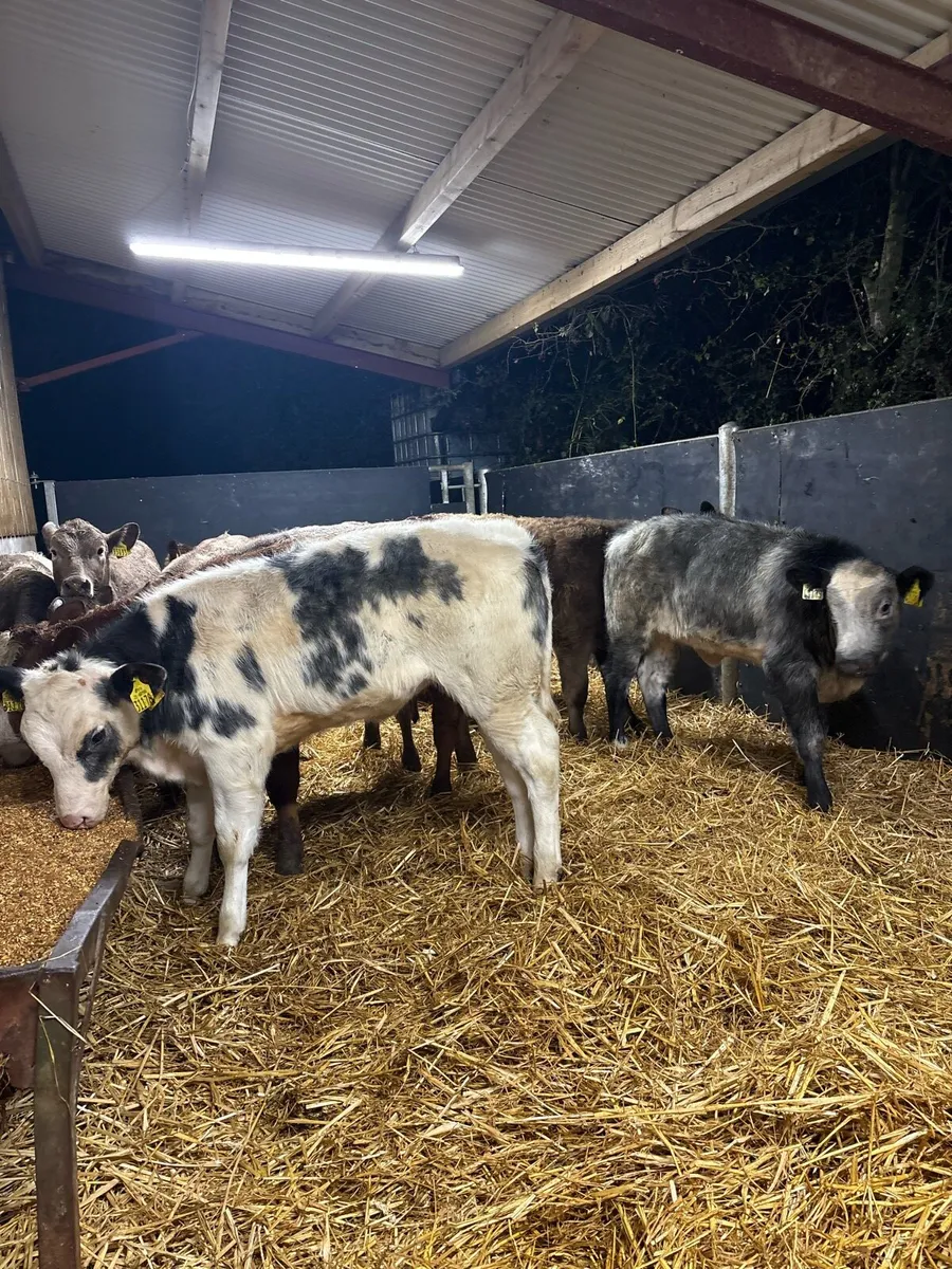 10 super duper 220kg continental bred heifers🔥 - Image 4