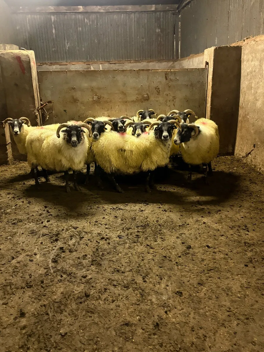 💥10 Lanark ewes 💥 - Image 1