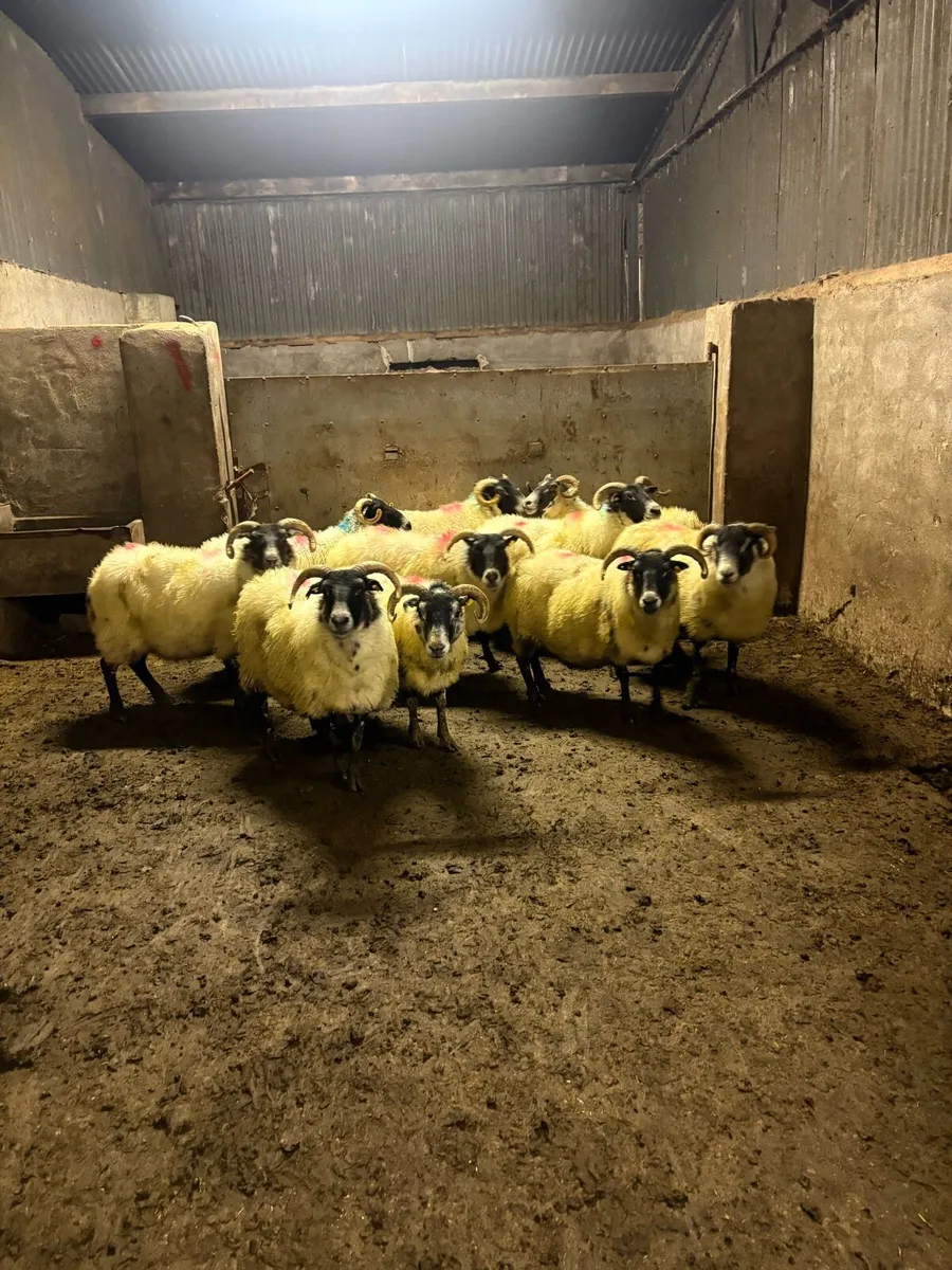 💥10 Lanark ewes 💥 - Image 3